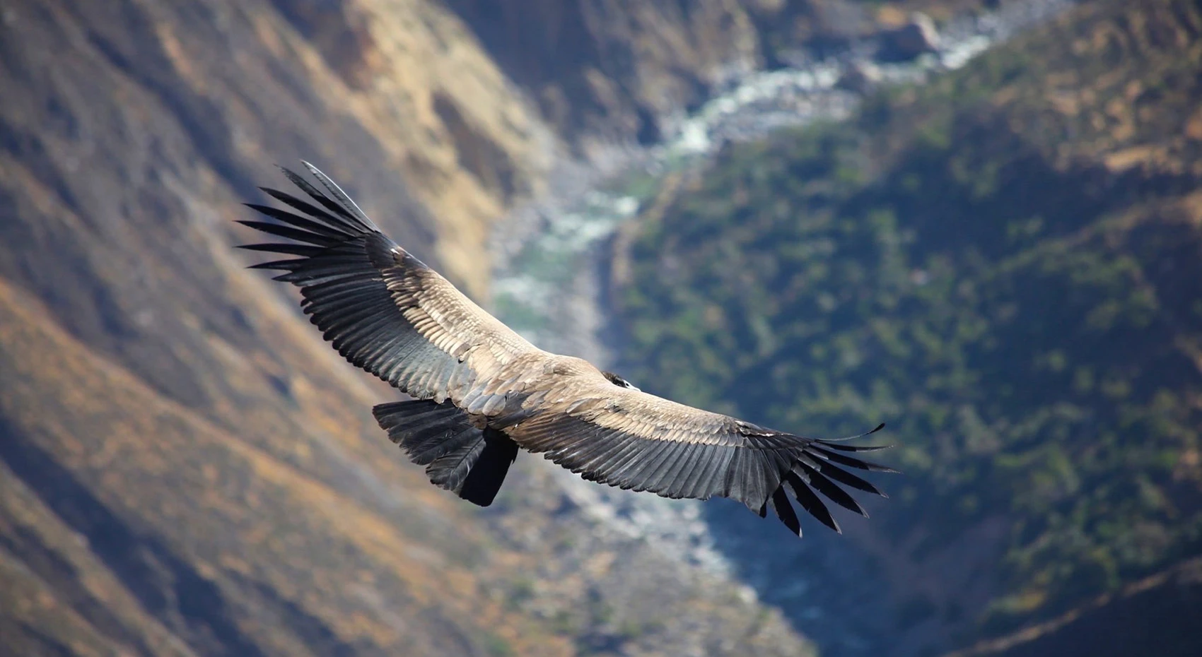 Colca Canyon