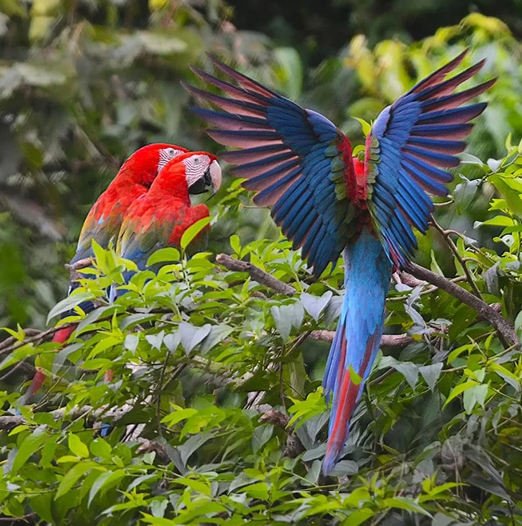 Amazon Peru