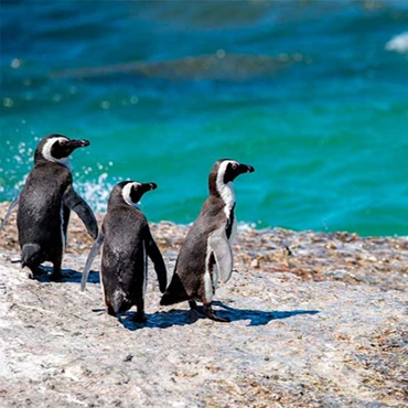 Ballestas Islands