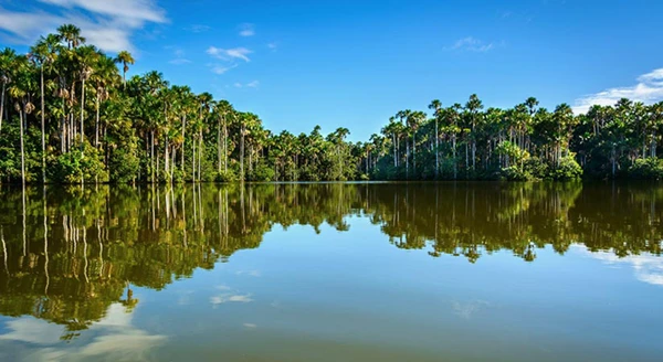 Amazon Peru