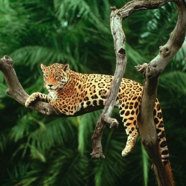 From the Colca Canyon, Lake Titicaca to Machu Picchu