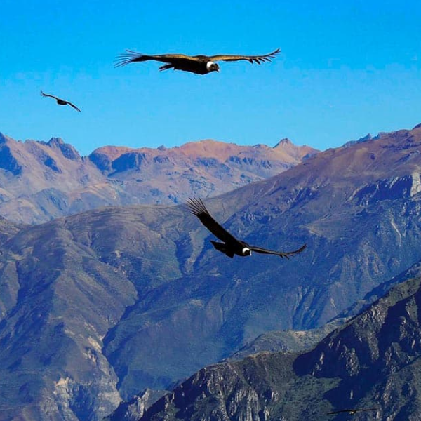 Discover the Amazon Jungle to Machu Picchu