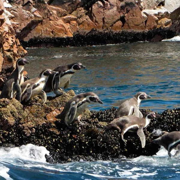 Discover the Amazon Jungle to Machu Picchu